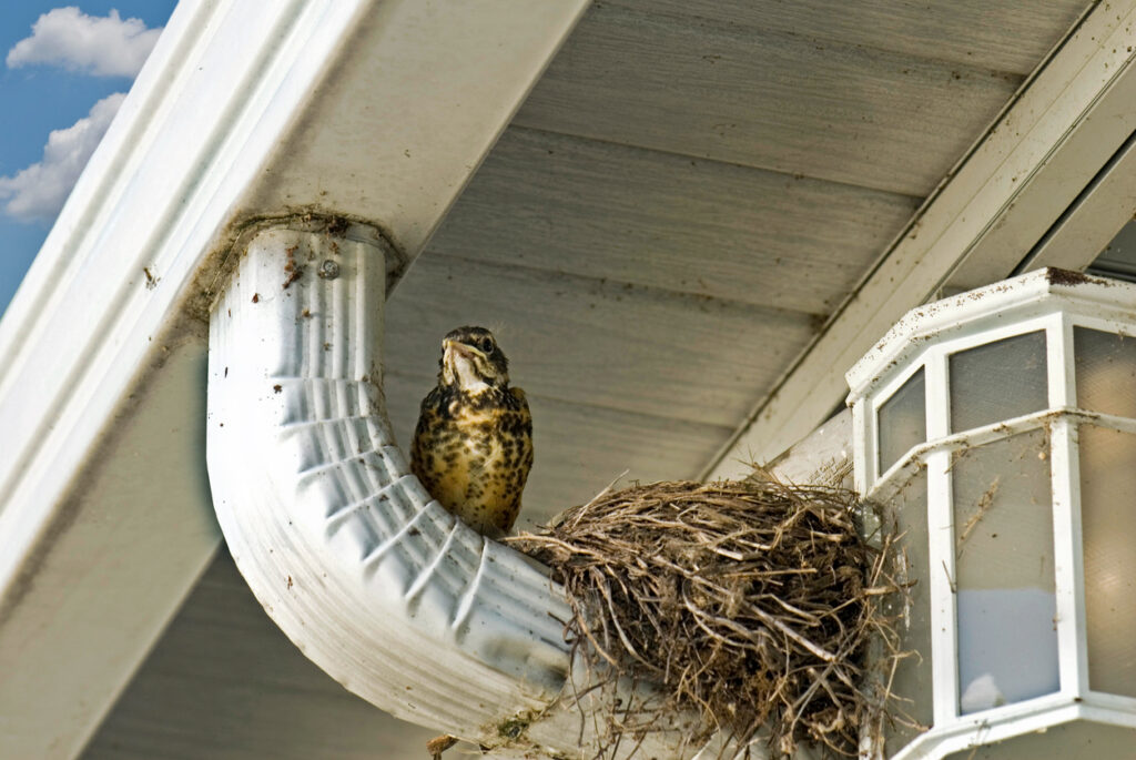 Young robin on a drainpipe with nest